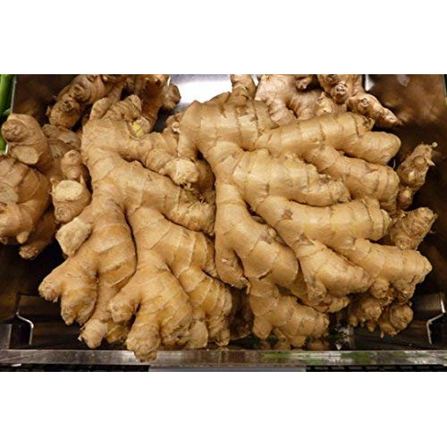 ORGANIC GINGER / ADRAK / ALLAM - 0.5 LBS